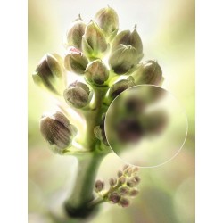 La Lotion Essentielle Rénovatrice Eclat